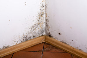 Home with mold on the walls